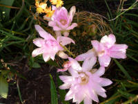 flores en calamuchita